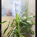 Водопад по стеклу герметичный в сочетании с растениями