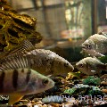 Содержание пресноводных рыб в каркасном аквариуме
