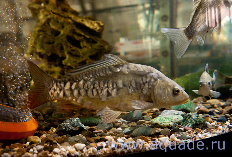 Зеркальный карп в каркасном аквариуме Зеркальный карп в каркасном аквариуме